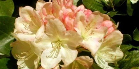 Rhododendron lachsgold: opis, otpornost na mraz, njega, recenzije